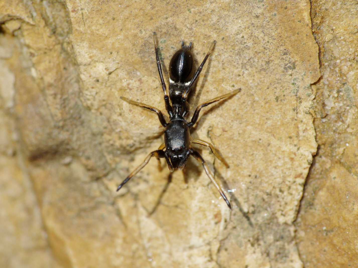 Leptorchestes (Salticidae) - Tolfa (RM)